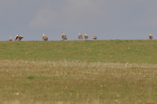 portugal, the algarve, vilamou-15.jpg - GREAT BUSTARDS (1 MILE AWAY) - PORTUGAL 2011